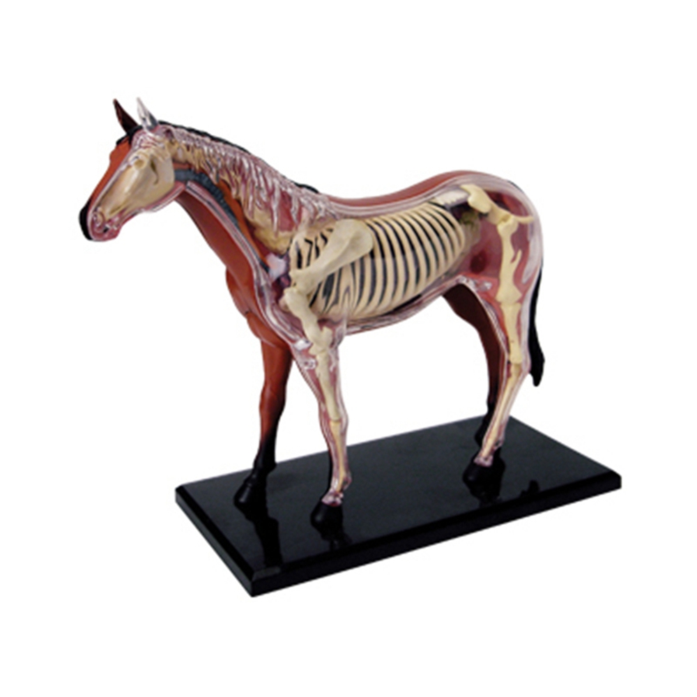 Science Toy - 動物の解剖学モデル,乗馬玩具,教育玩具,人気の科学機器