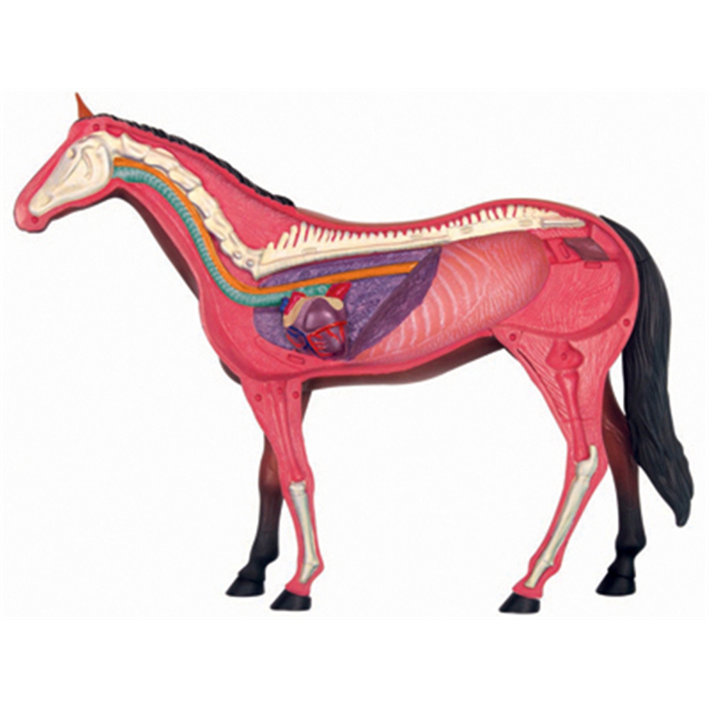 動物の解剖学モデル,乗馬玩具,教育玩具,人気の科学機器 - Science Toy のレビューと価格