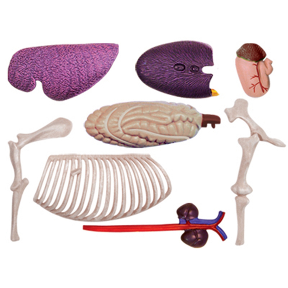 動物の解剖学モデル,乗馬玩具,教育玩具,人気の科学機器 - Science Toy のレビューと価格